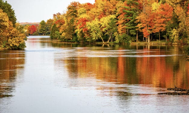 Most Common Fall Leaves