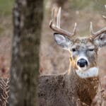 5 Fast Facts: Why is deer hunting in the fall?