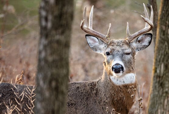 5 Fast Facts: Why is deer hunting in the fall?