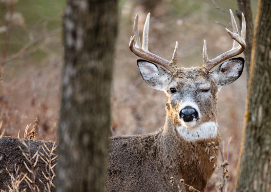 5 Fast Facts: Why is deer hunting in the fall?