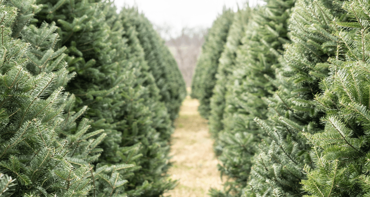 Enjoy your Wisconsin-grown Christmas Tree