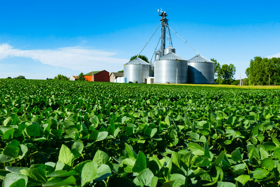 Soybeans rise as a cash crop in Wisconsin