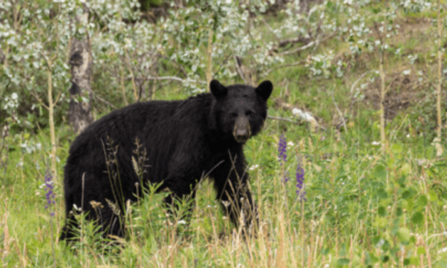 Learn to hunt bear