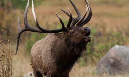 Apply now for the 2024 elk season