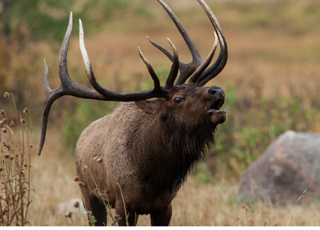 Apply now for the 2024 elk season