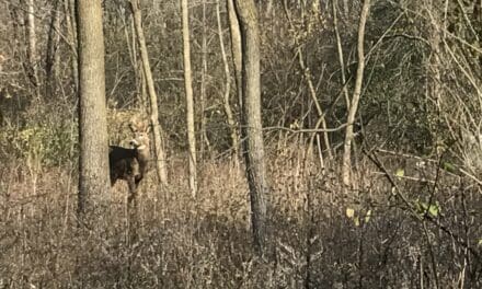 DNR looking for landowners to host fall gun deer hunt for hunters with disabilities