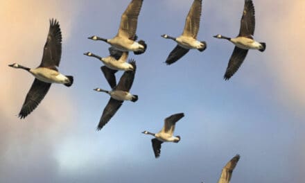 Wisconsin 2024 Early Goose Season Opens September 1