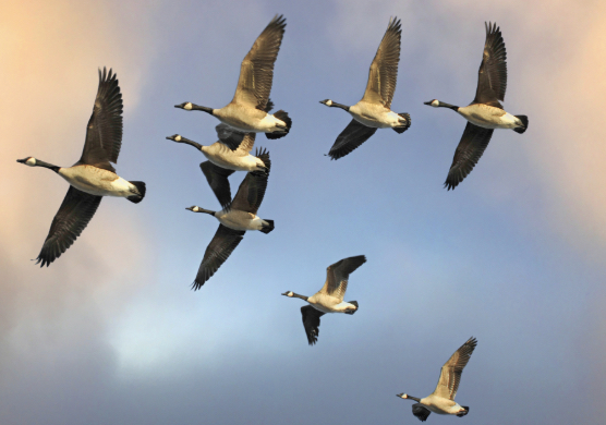 Wisconsin 2024 Early Goose Season Opens September 1