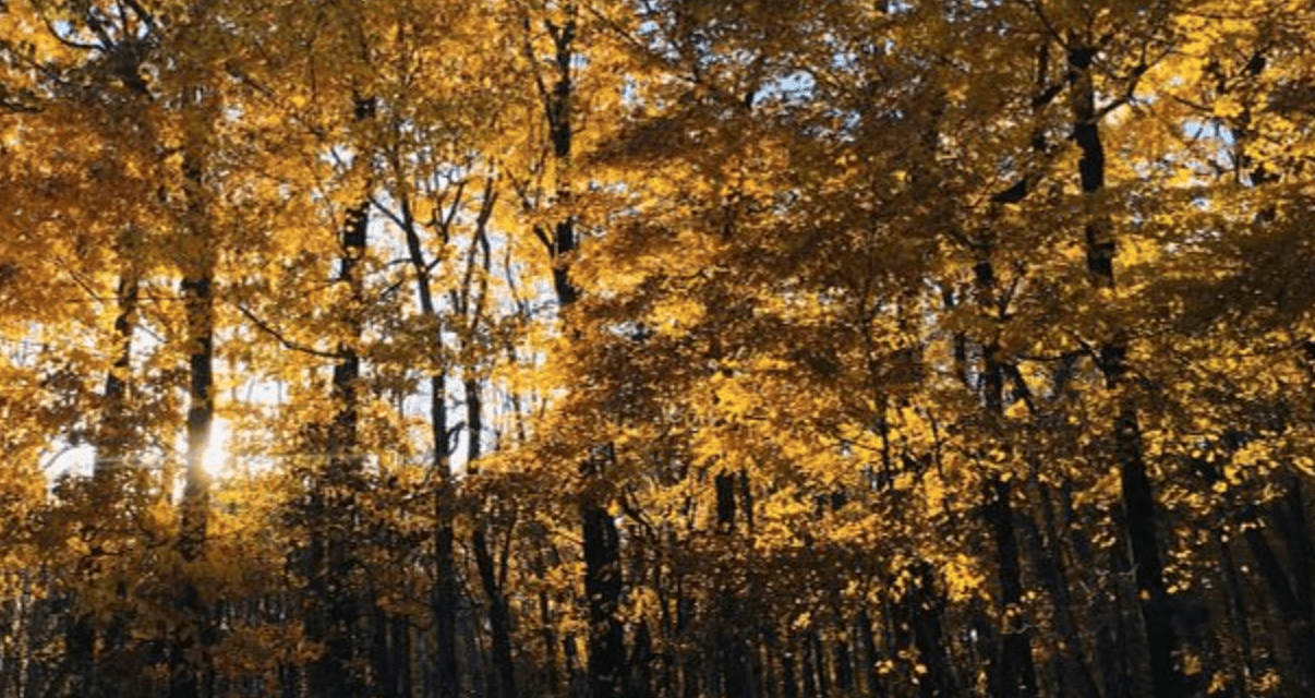 Explore Wisconsin State Parks and Forests by Candlelight This Fall