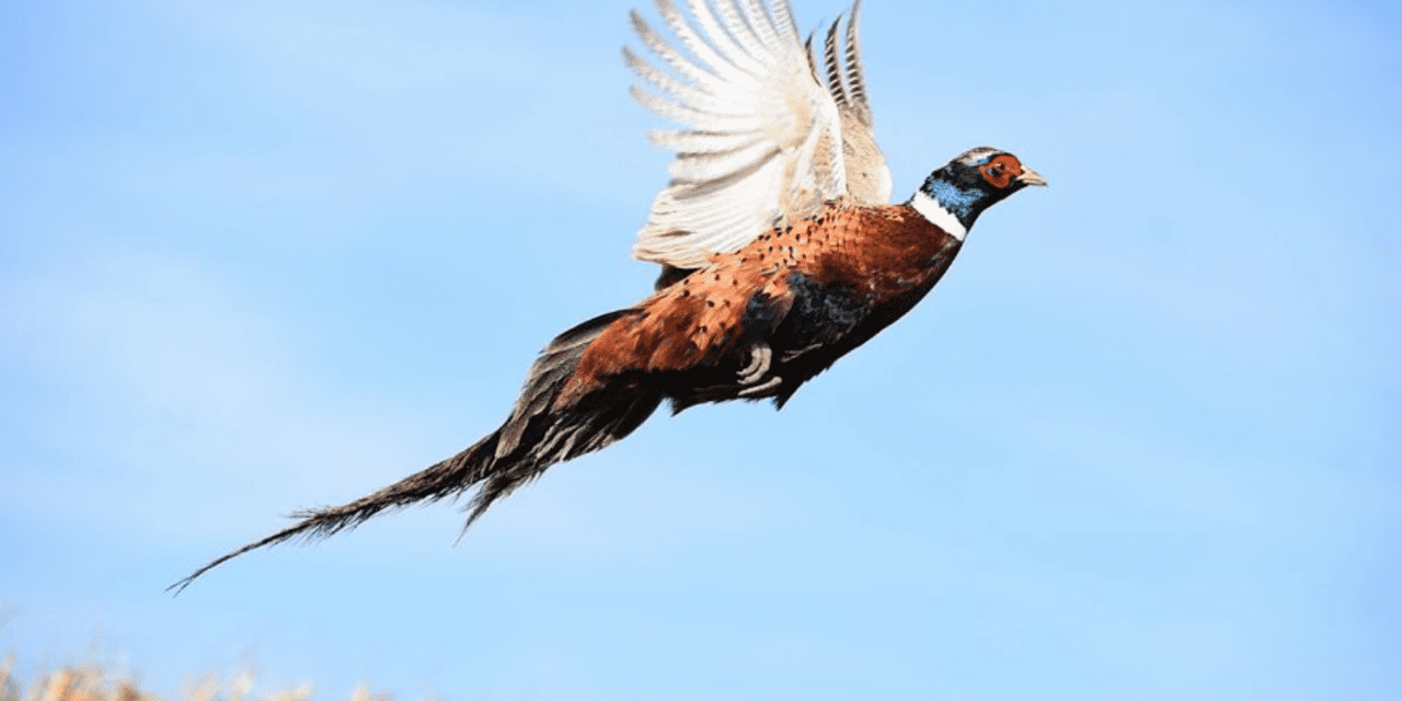 Dept. of Natural Resources: Wisconsin’s 2024 pheasant season opens Saturday, Oct. 19