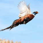 Dept. of Natural Resources: Wisconsin’s 2024 pheasant season opens Saturday, Oct. 19