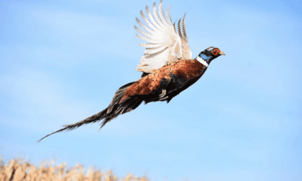 Dept. of Natural Resources: Wisconsin’s 2024 pheasant season opens Saturday, Oct. 19