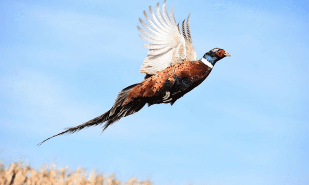 Dept. of Natural Resources: Wisconsin’s 2024 pheasant season opens Saturday, Oct. 19