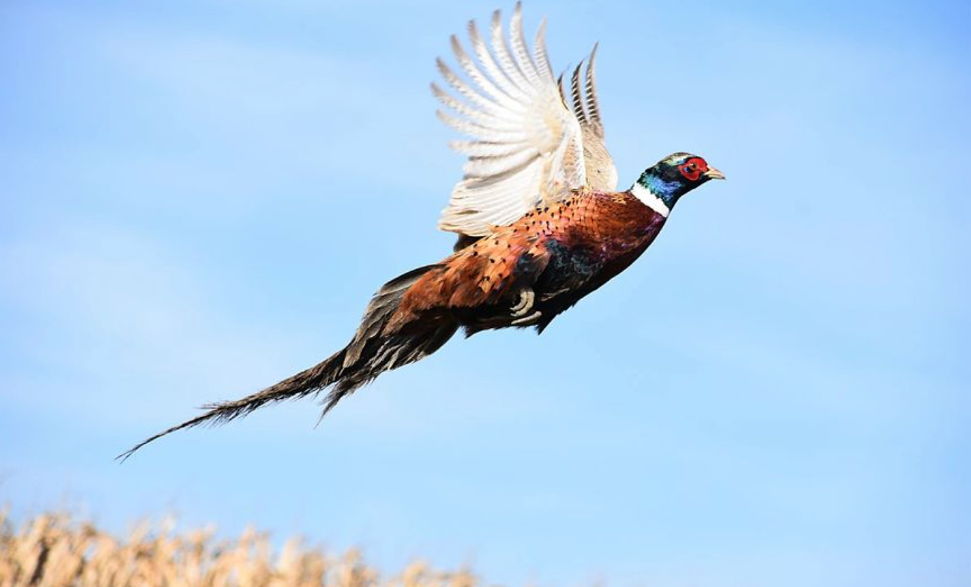 Dept. of Natural Resources Wisconsin’s 2024 pheasant season opens