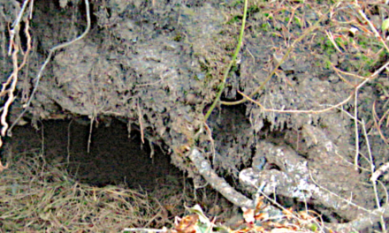 Wisconsin DNR asks public to report black bear den locations for research study