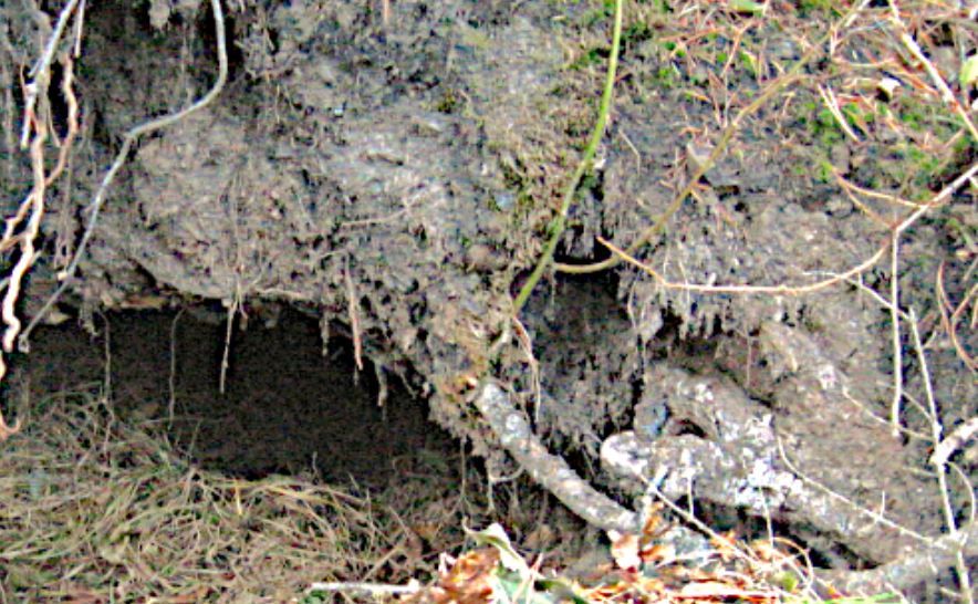 Wisconsin DNR asks public to report black bear den locations for research study