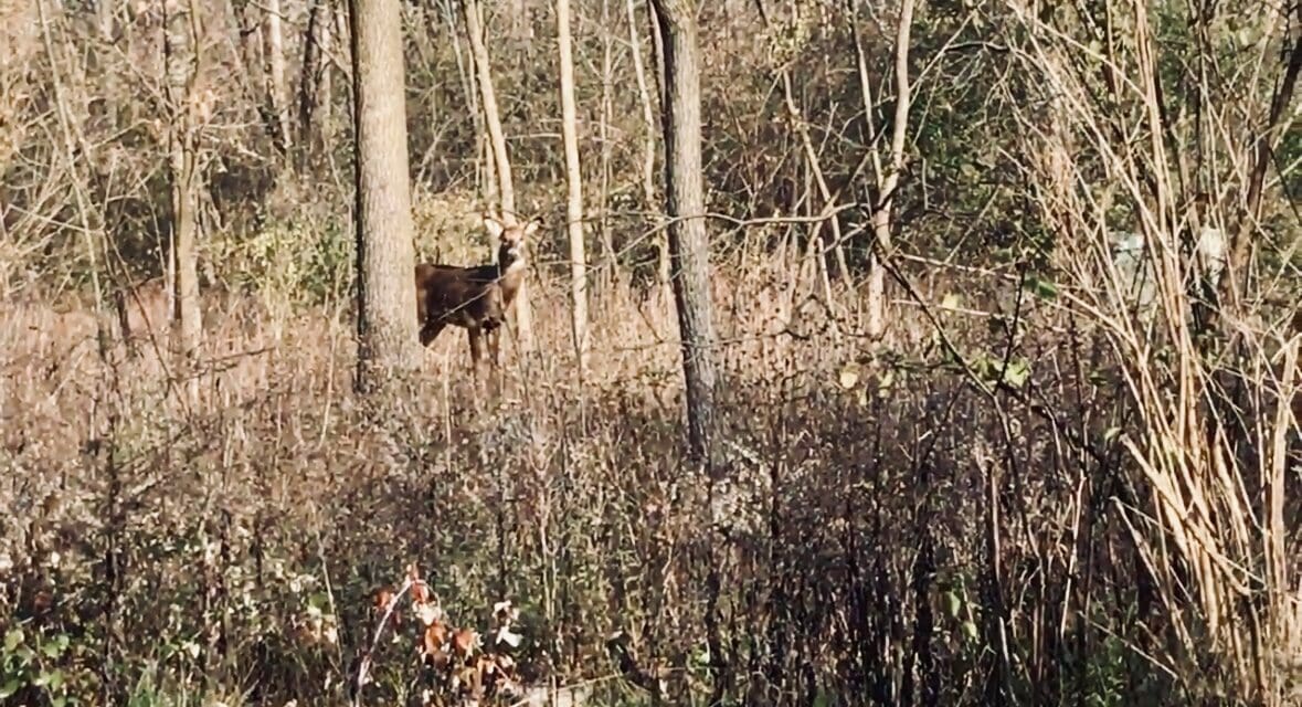 Summary of Wisconsin’s 2024 Gun Deer Hunting