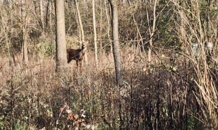 Summary of Wisconsin’s 2024 Gun Deer Hunting