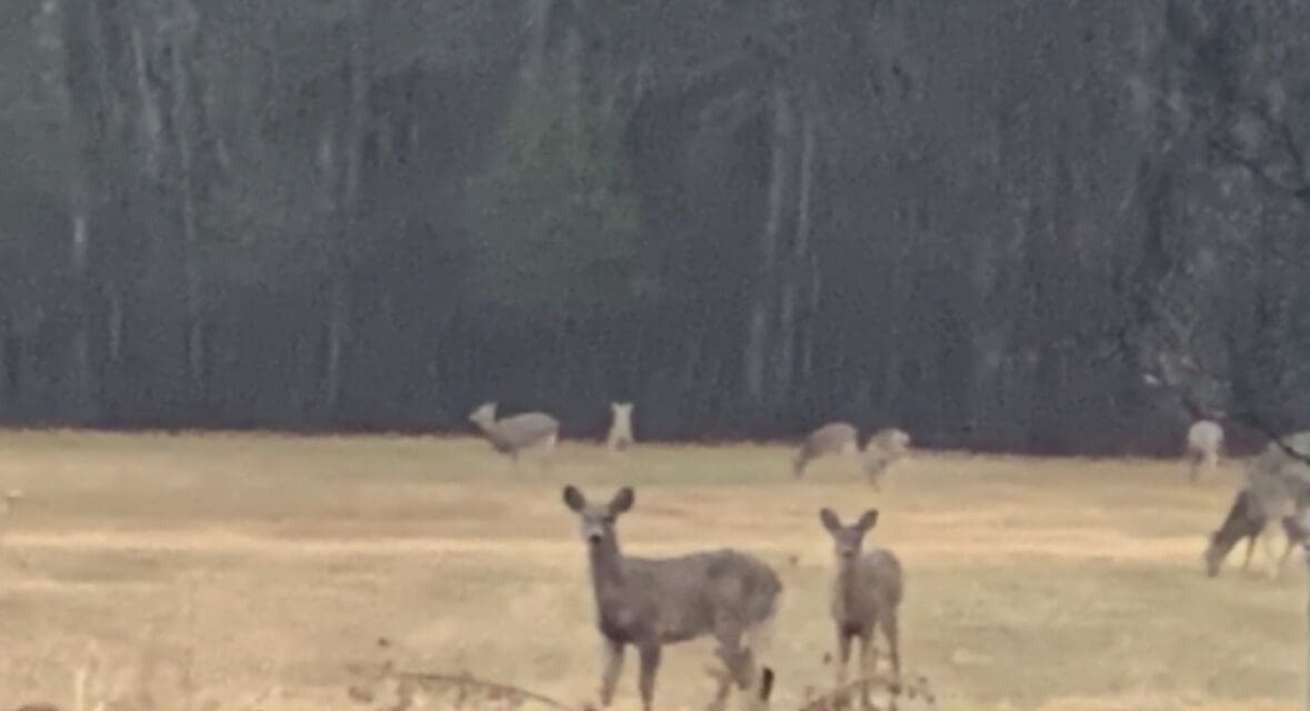 Wisconsin DNR Invites Public Input on Wildlife Management Strategy
