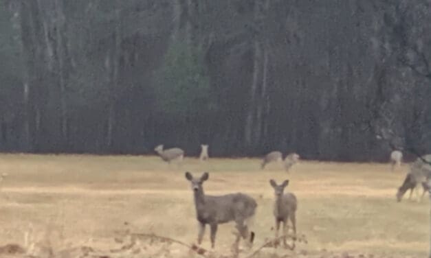 Wisconsin DNR Invites Public Input on Wildlife Management Strategy