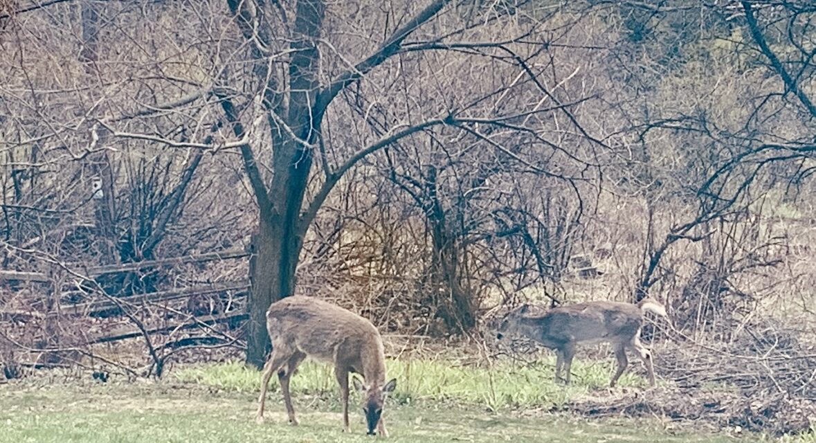 DNR Seeking Public Input on 2025 Deer Season
