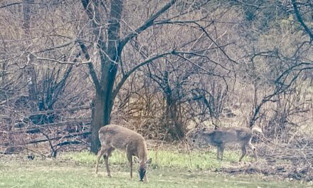 DNR Seeking Public Input on 2025 Deer Season