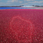 Wisconsin Remains Nation’s Cranberry Powerhouse With 2025 Harvest