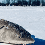 Sturgeon Spearing on Winnebago System Begins Feb. 14