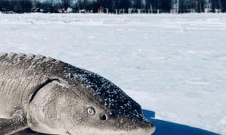 Sturgeon Spearing on Winnebago System Begins Feb. 14