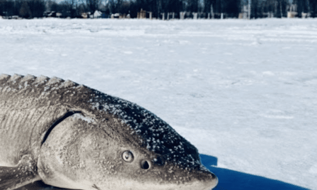 Sturgeon Spearing on Winnebago System Begins Feb. 14
