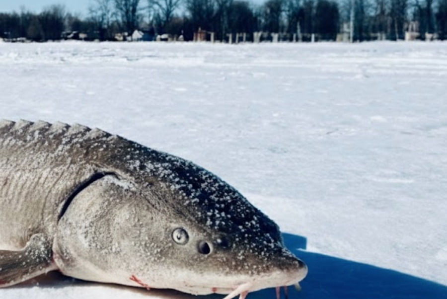Sturgeon Spearing on Winnebago System Begins Feb. 14