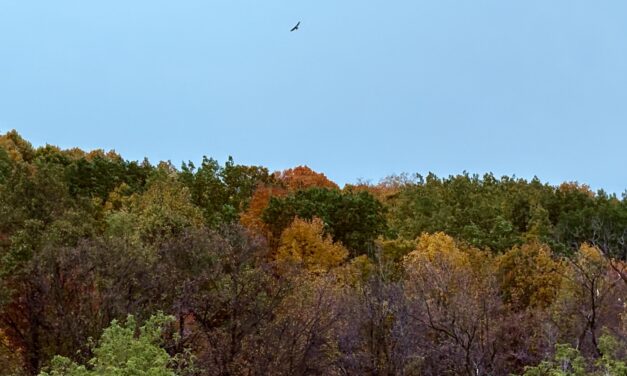 When and Where to See Fall Colors in Wisconsin: 5 Scenic 1-Hour Drives