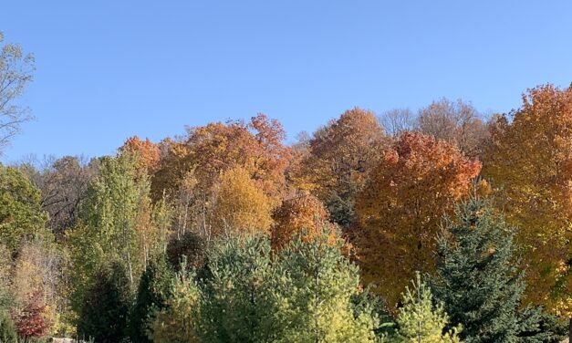Best Wisconsin Fall Colors This Weekend: Top Views & Driving Routes