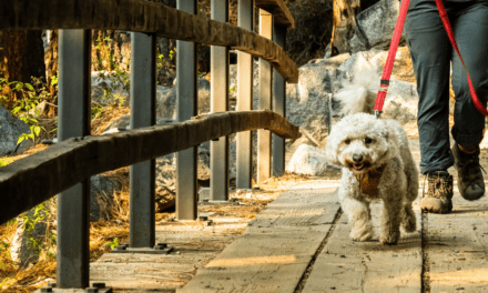 Wisconsin state parks and trails are pet friendly